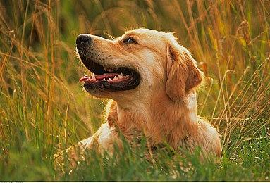 专家称：《原神》展现中国是一个现代化水准非常高的国家